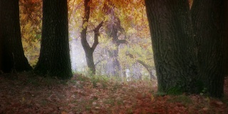 秋天的橡树林