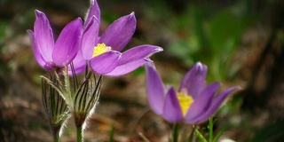 第一个春天的花朵