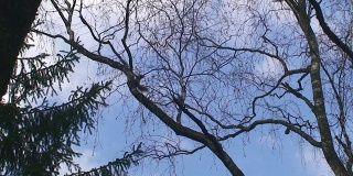 松鼠爬桦树