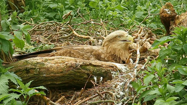 鹰一家人坐在巢里。2次。