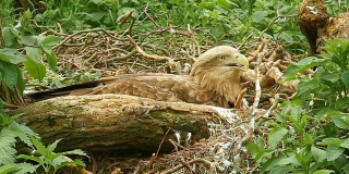 鹰一家人坐在巢里。2次。