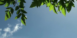 风把树叶从树上摇下来，映衬着蓝天;背景