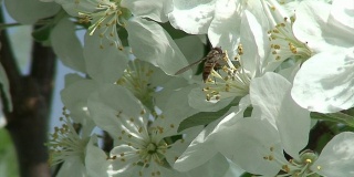 苍蝇像蜜蜂一样为苹果花授粉