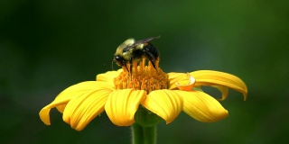 蜜蜂授粉花朵