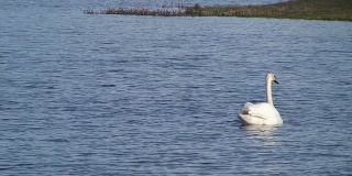 湖中的天鹅