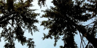 低角度拍摄的树木对天空