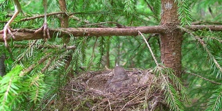 画眉鸟(Turdus philomelos)正在喂小鸡