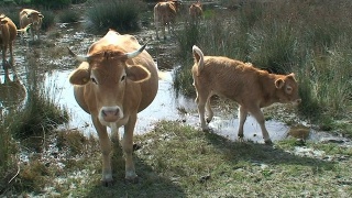 牛群中的小牛犊视频素材模板下载