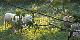 羊在草地上吃东西