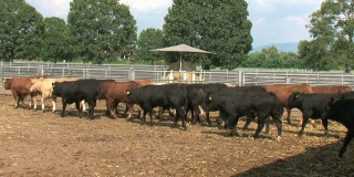 围场里有黑色和棕色的公牛