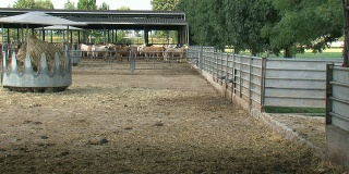 牛从牧场回到围场