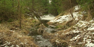 冬季森林中的小溪