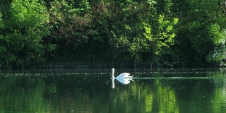 优雅的白色孤独的天鹅在河的上游