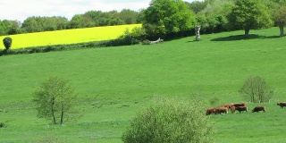 牛群在一片大田野里吃草