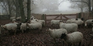 在雾气蒙蒙的秋天森林里，一大群羊