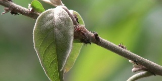热带植物中蚂蚁与蚜虫的关系