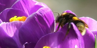 大黄蜂钻进了花里