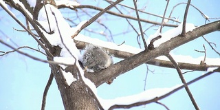 雪地松鼠2