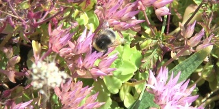 大黄蜂在花丛中