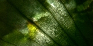HD 1080i砂砾提取通过植物的皮肤与叶子