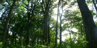 HD 1080i森林树顶2