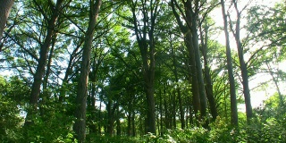 HD 1080i森林树梢