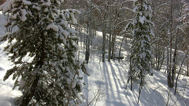 HD 1080i松树和白杨林与雪