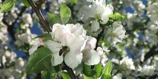 苹果树上的蜜蜂