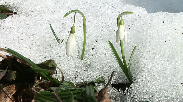 高清：雪铃