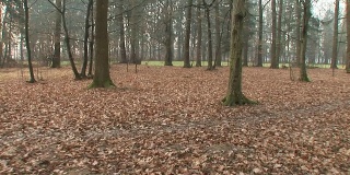 HD STEADYCAM:在森林里散步