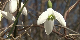 高清:雪花莲