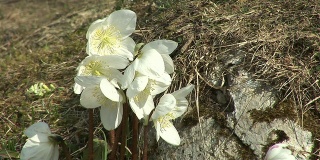 高清:春天的花朵