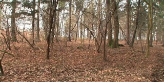 HD STEADYCAM:在森林中行走