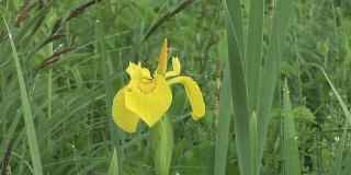 HD:黄色的春花