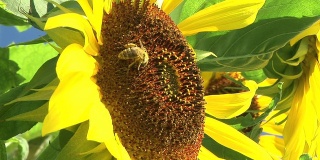 高清:蜜蜂