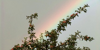 苹果树后面的彩虹