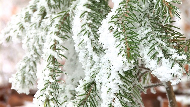 白雪覆盖的云杉