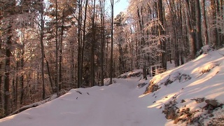 HD STEADYCAM:行走在积雪的森林小路上视频素材模板下载