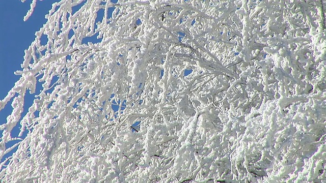 树枝被雪覆盖。