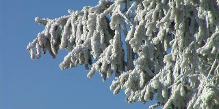 树枝被雪覆盖。