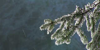 高清:冰冻的树枝