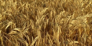 高清慢镜头:成熟的小麦