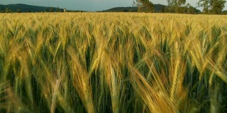 高清慢动作:行走在小麦