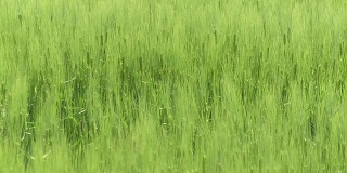 高清:绿色小麦