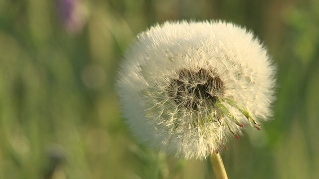 高清:蒲公英开花了