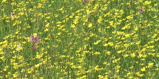 高清:草甸植被