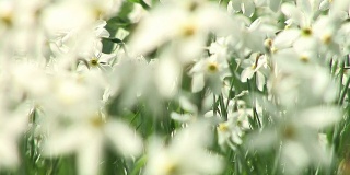 高清:白色的花朵