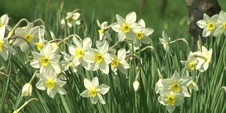 高清:Daffodils