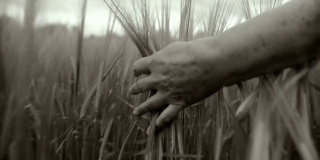HD:手触摸小麦