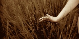 HD:手触摸小麦